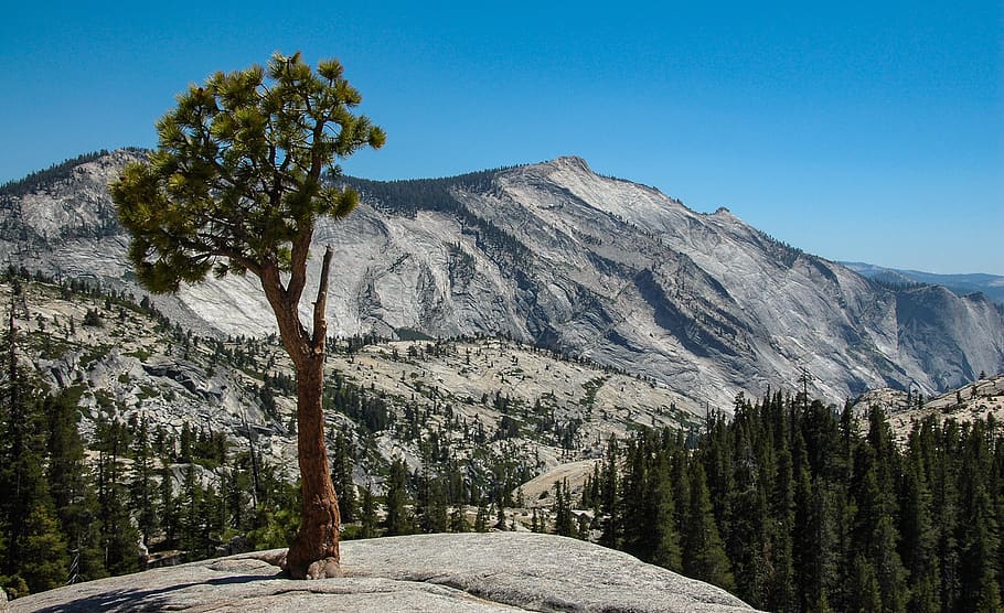 roche, rocks, tree, pine, stones, landscape, arid, sky, blue HD wallpaper