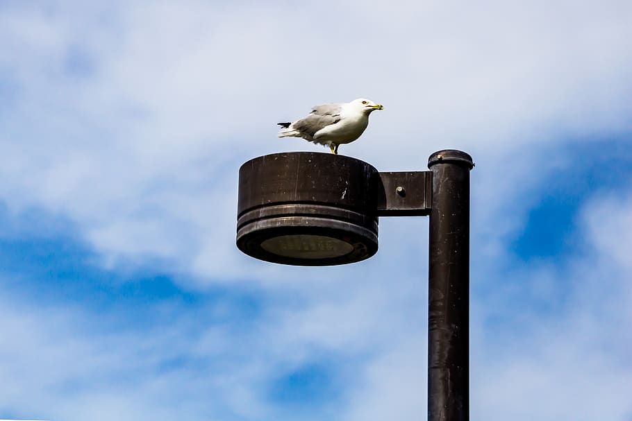 seagull, lamp post, bird, sky, standing, animal themes, vertebrate HD wallpaper