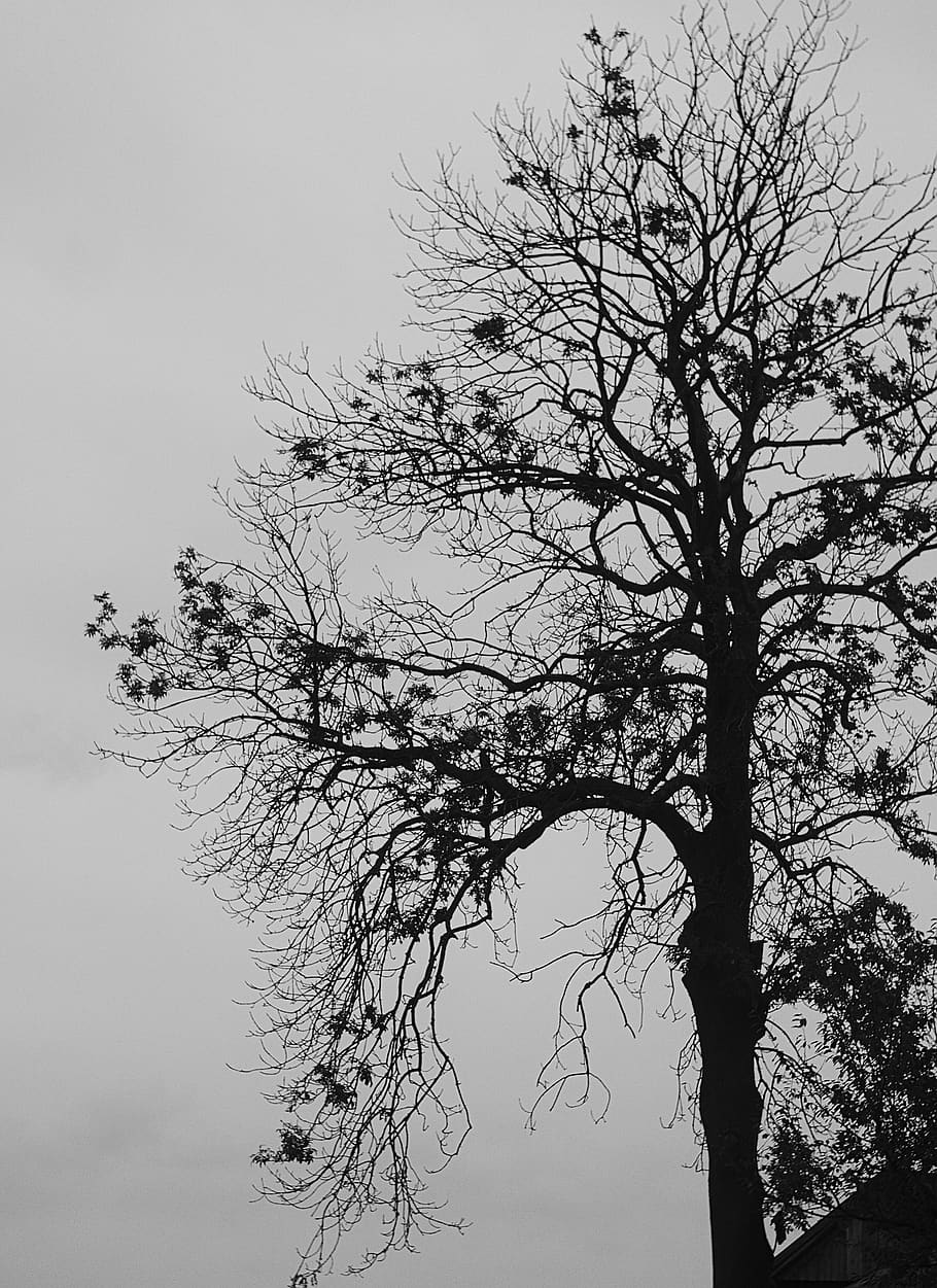 black, white, black and white, shape, tree, gray, silhouette HD wallpaper