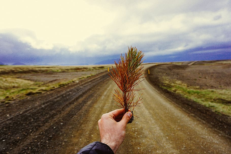 road, storm, leaf, human hand, human body part, one person HD wallpaper