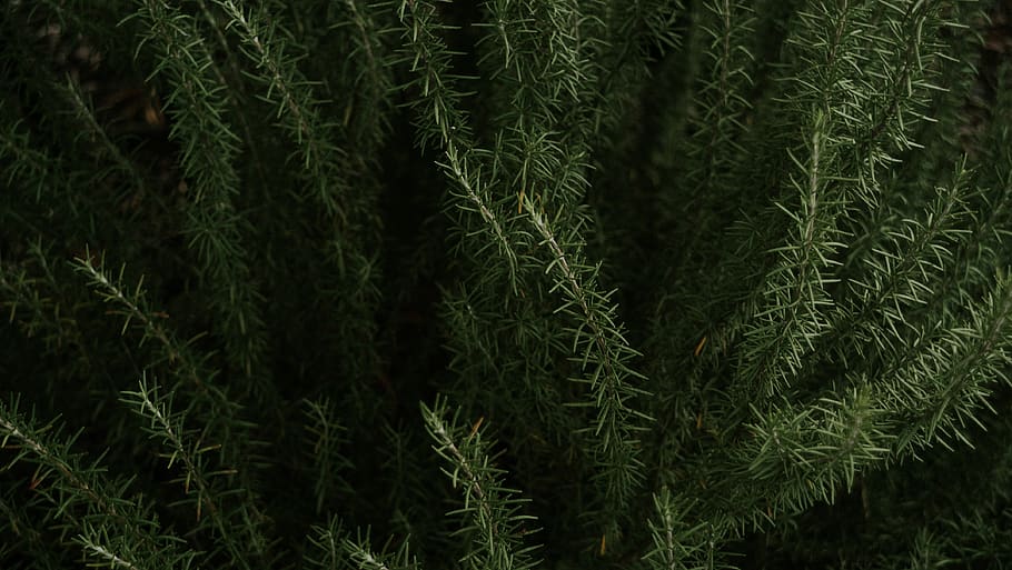 green leafed plant, growth, green color, beauty in nature, no people HD wallpaper