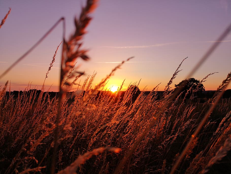 sunset, filter, nature, outdoor, summer, sky, plant, growth HD wallpaper
