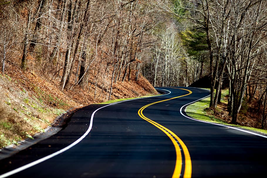 open curved road during daytime, tree, plant, the way forward HD wallpaper