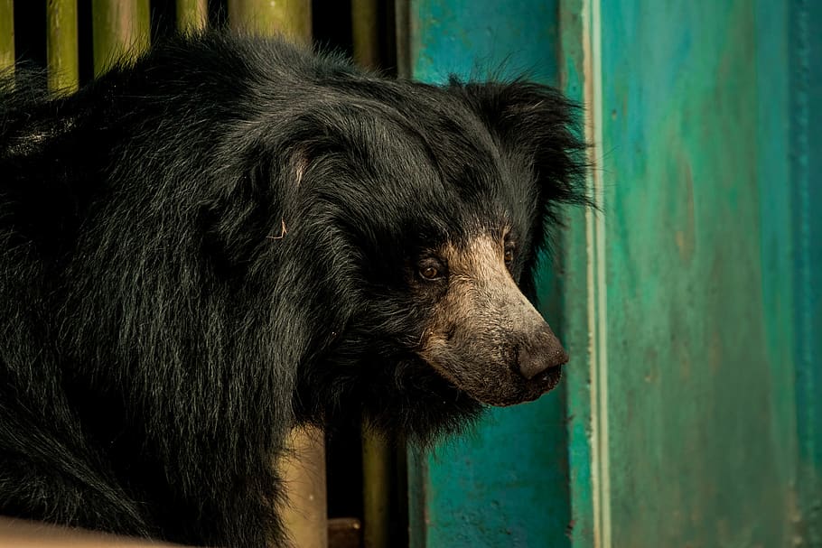 HD wallpaper: Close-up Photo of Black Sloth Bear, animal, animal  photography | Wallpaper Flare