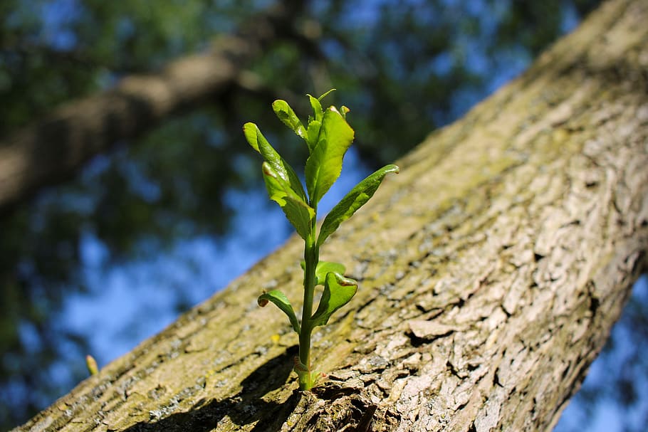 tree, branch, scion, sprout, grow, young, bark, summer, hell HD wallpaper