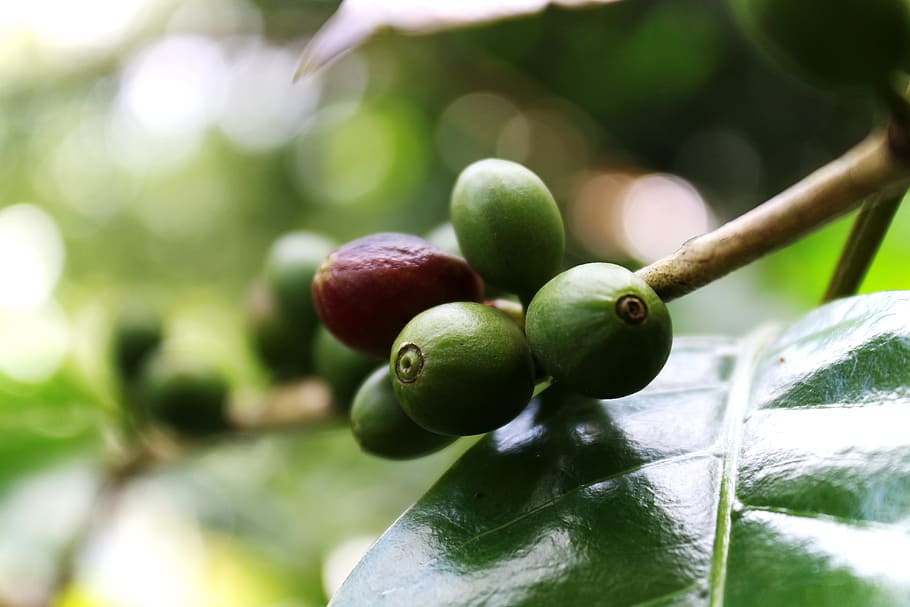 raw, seed, coffee, bean, fresh, fruit, leaf, dof, bokeh, farm HD wallpaper