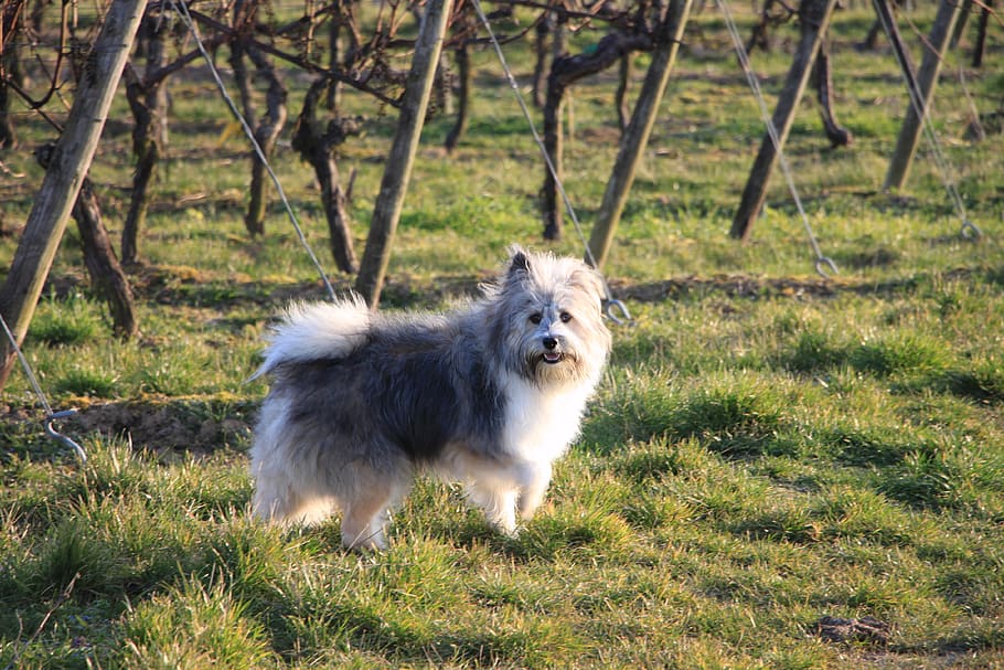 vineyard, outdoors, dog, one animal, mammal, animal themes HD wallpaper