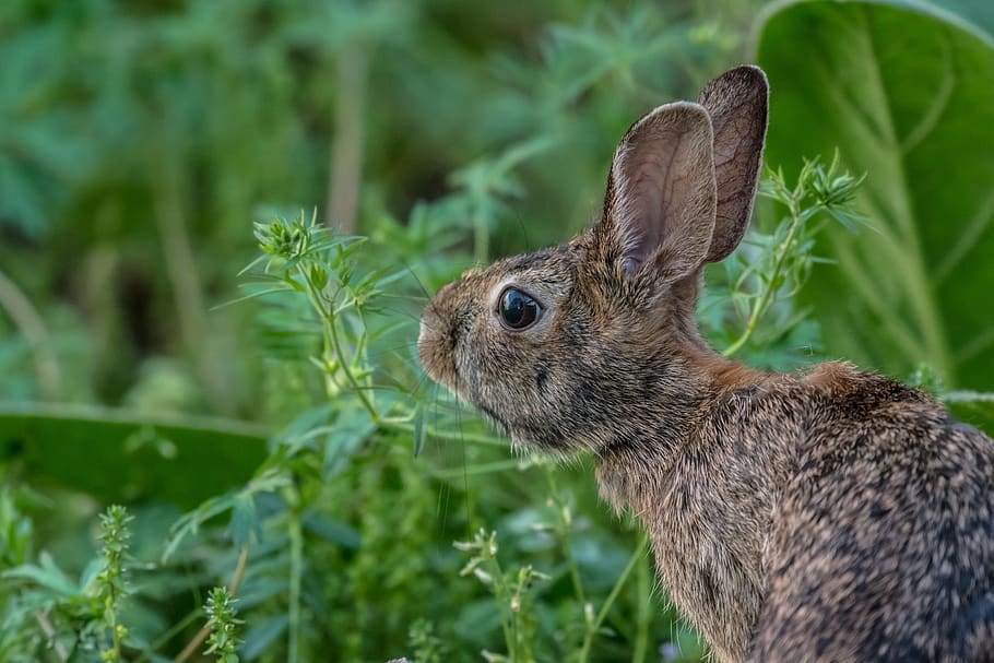 animals, mammals, rabbit, hare, fluffy, furry, eyes, adorable HD wallpaper