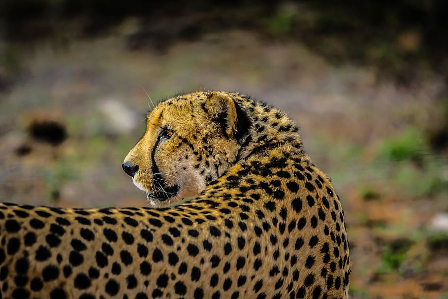 dept of field photography of cheetah, feline, animal wildlife, HD wallpaper