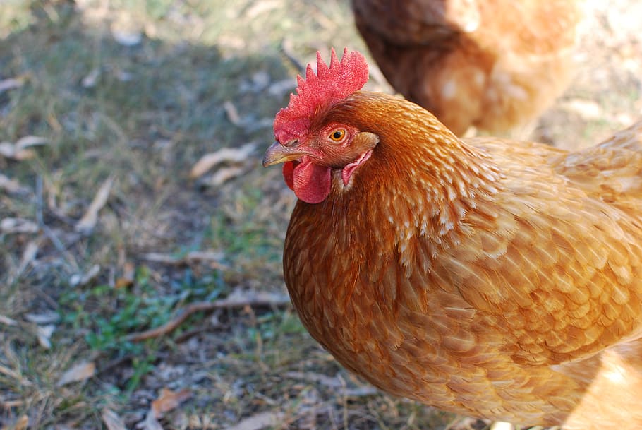 brown rooster, poultry, chicken, bird, hen, animal, fowl, indooroopilly HD wallpaper