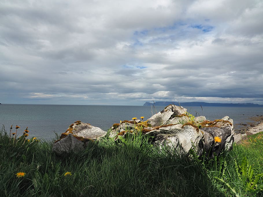 Yellow Flowers on Hill Near Body of Water, beach, clouds, coast HD wallpaper