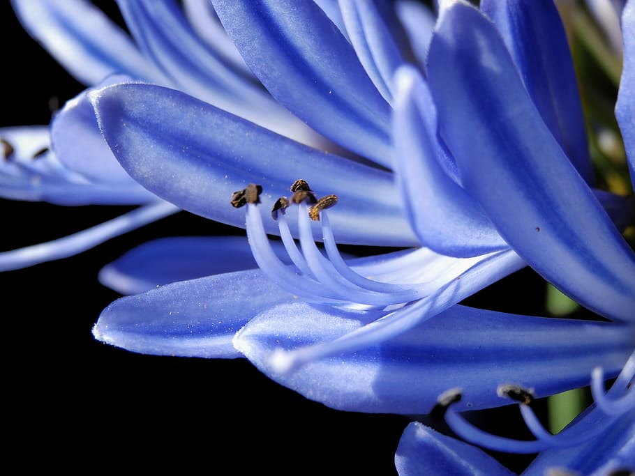 macro, approach, pollen, blue, white, bluish, flower, flowers HD wallpaper