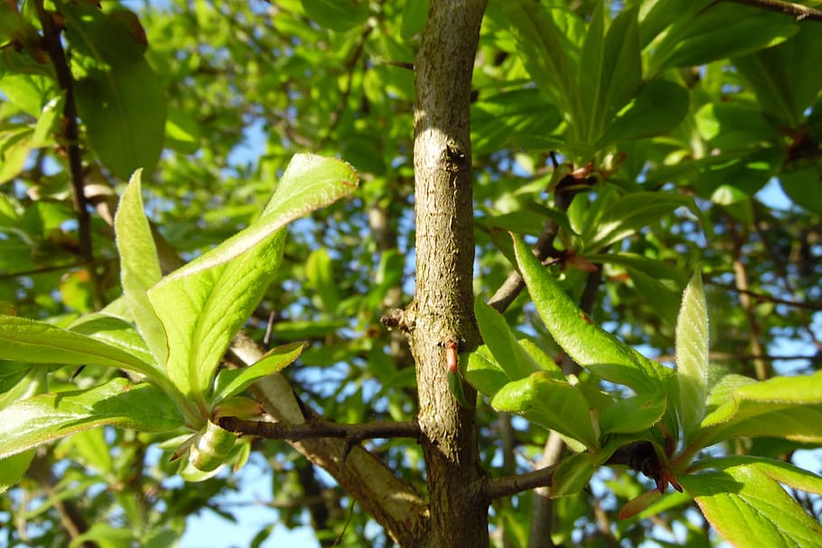 green, leaf, branch, sun, leaves, nature, spring, plants, tree HD wallpaper