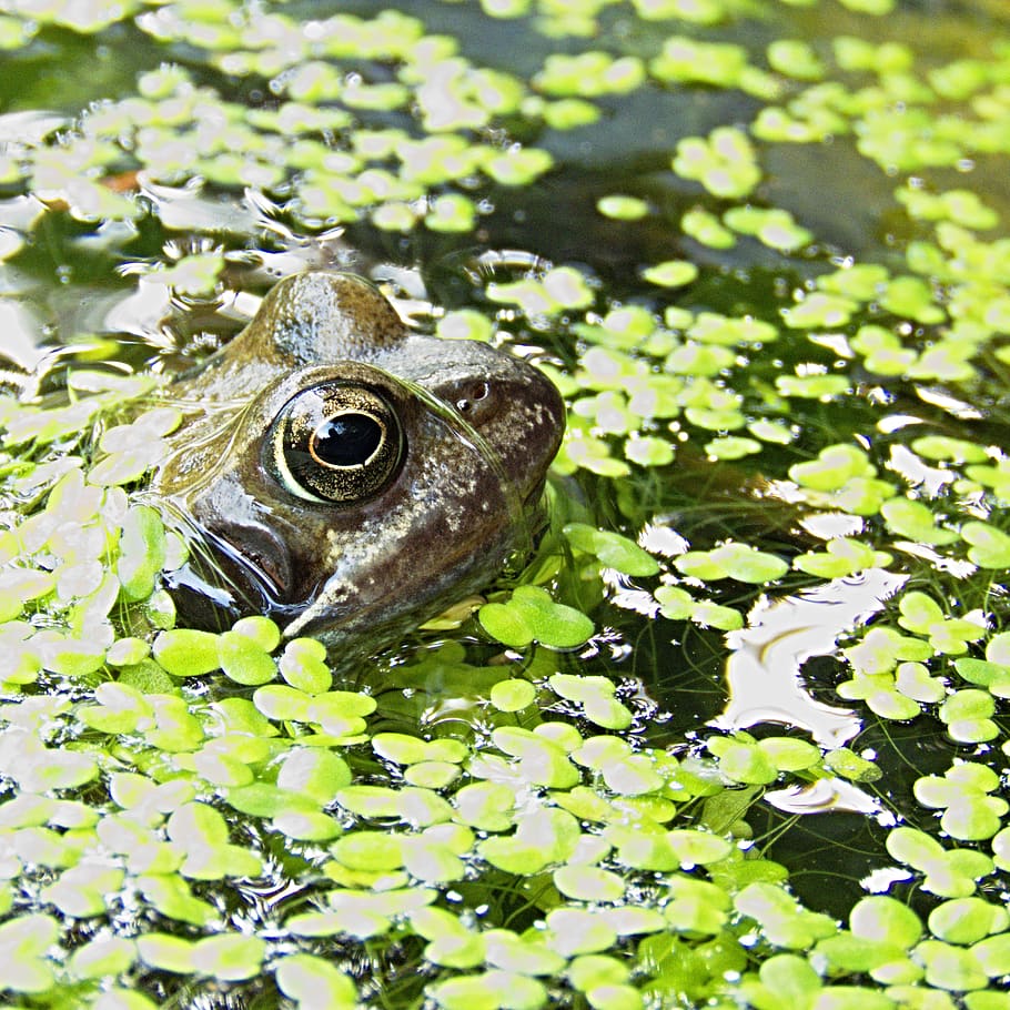 Brown Frog Surrounded by Green Floating Pants on Water, amphibian, HD wallpaper