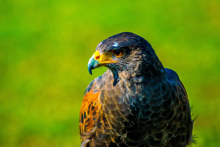falco, hawk, bird, one animal, animal themes, animals in the wild HD wallpaper