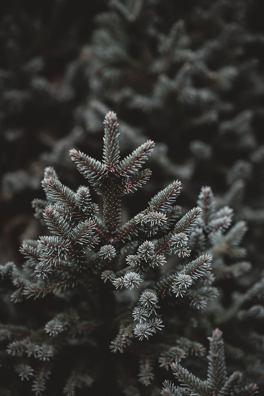 gray plant, tree, ice, outdoors, nature, conifer, abies, fir HD wallpaper