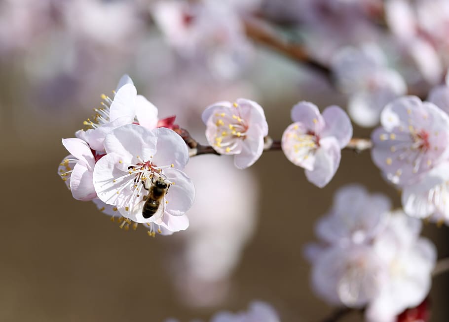 flowers, white, tree, casey, spring, nature, flowering plant HD wallpaper
