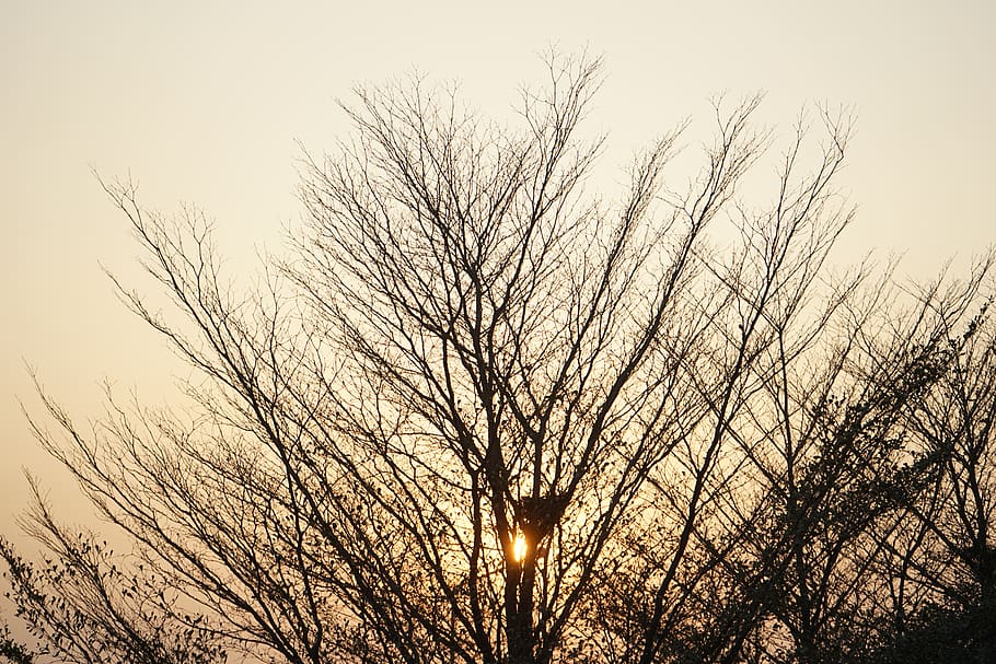 sunset, trees, winter, branches, sunny, bare tree, sky, low angle view HD wallpaper