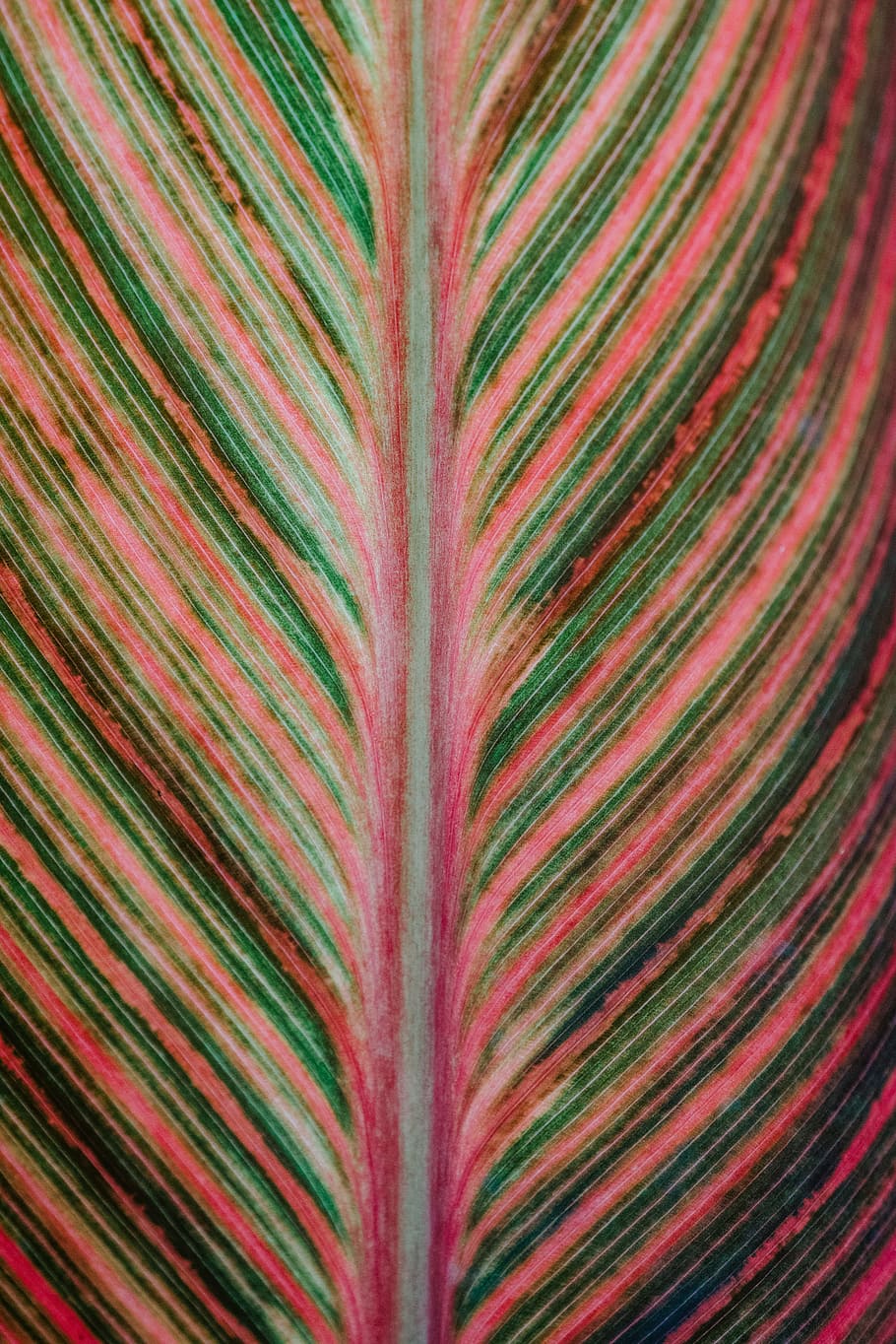 nature, texture, leaf, surface, striped, pattern, green, pink HD wallpaper