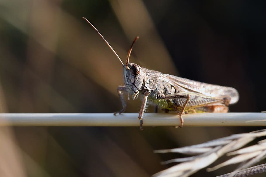 grasshopper, insect, skip, heupferdchen, biodiversity, macro shot HD wallpaper