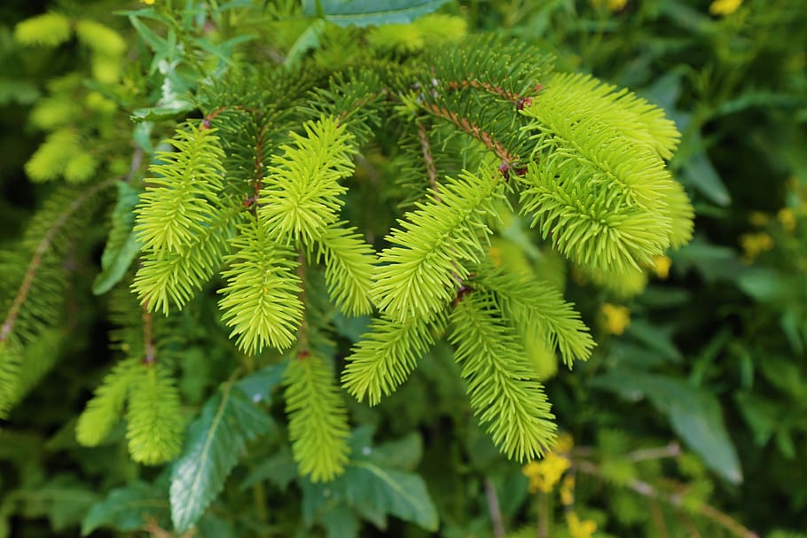 pine, plant, nature, tree, pine tree, green color, growth, focus on foreground HD wallpaper