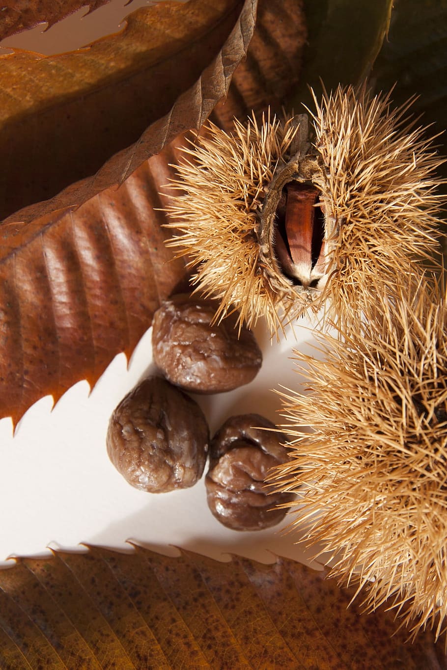 chestnut, sweet, fruit, food, fresh, nature, no people, close-up HD wallpaper