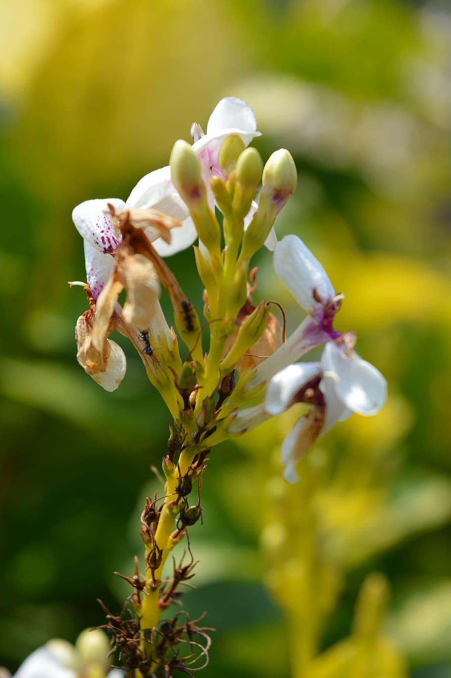 indonesia, malang, plant, flowering plant, vulnerability, fragility