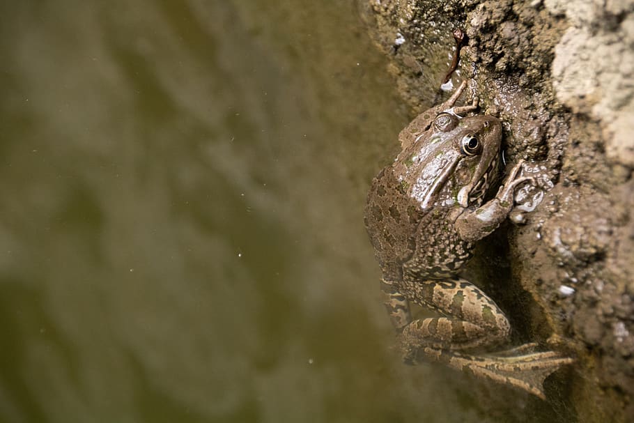 pond, water, frog, animals, stone, animals in the wild, animal themes HD wallpaper
