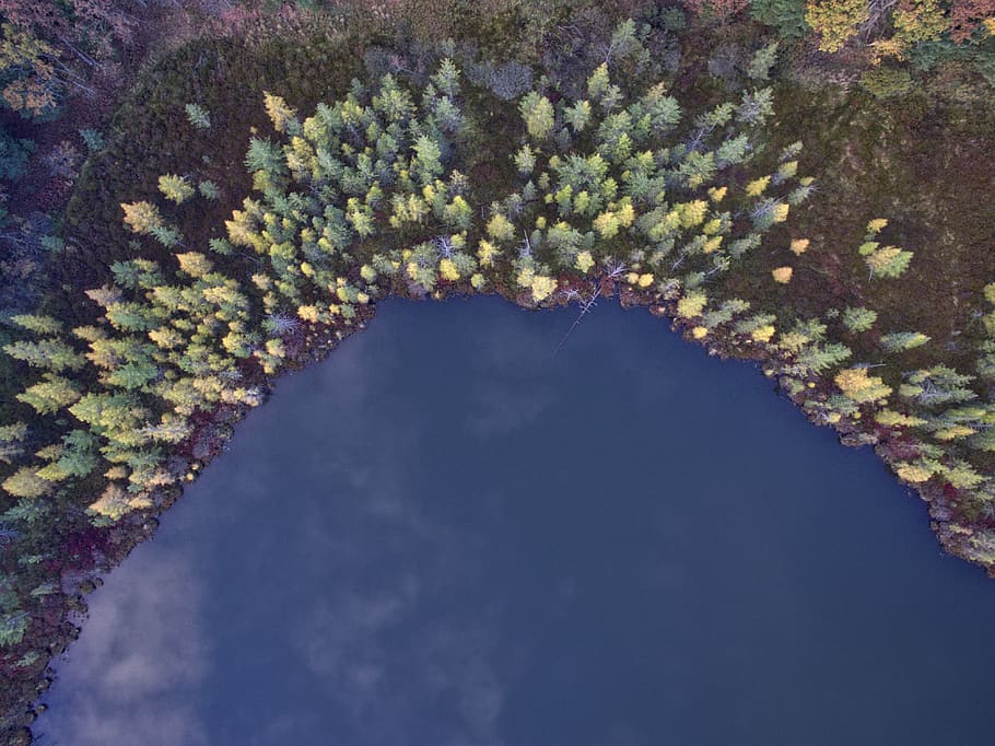 trees, clolorful, aerial, view, plant, forest, nature, fall HD wallpaper