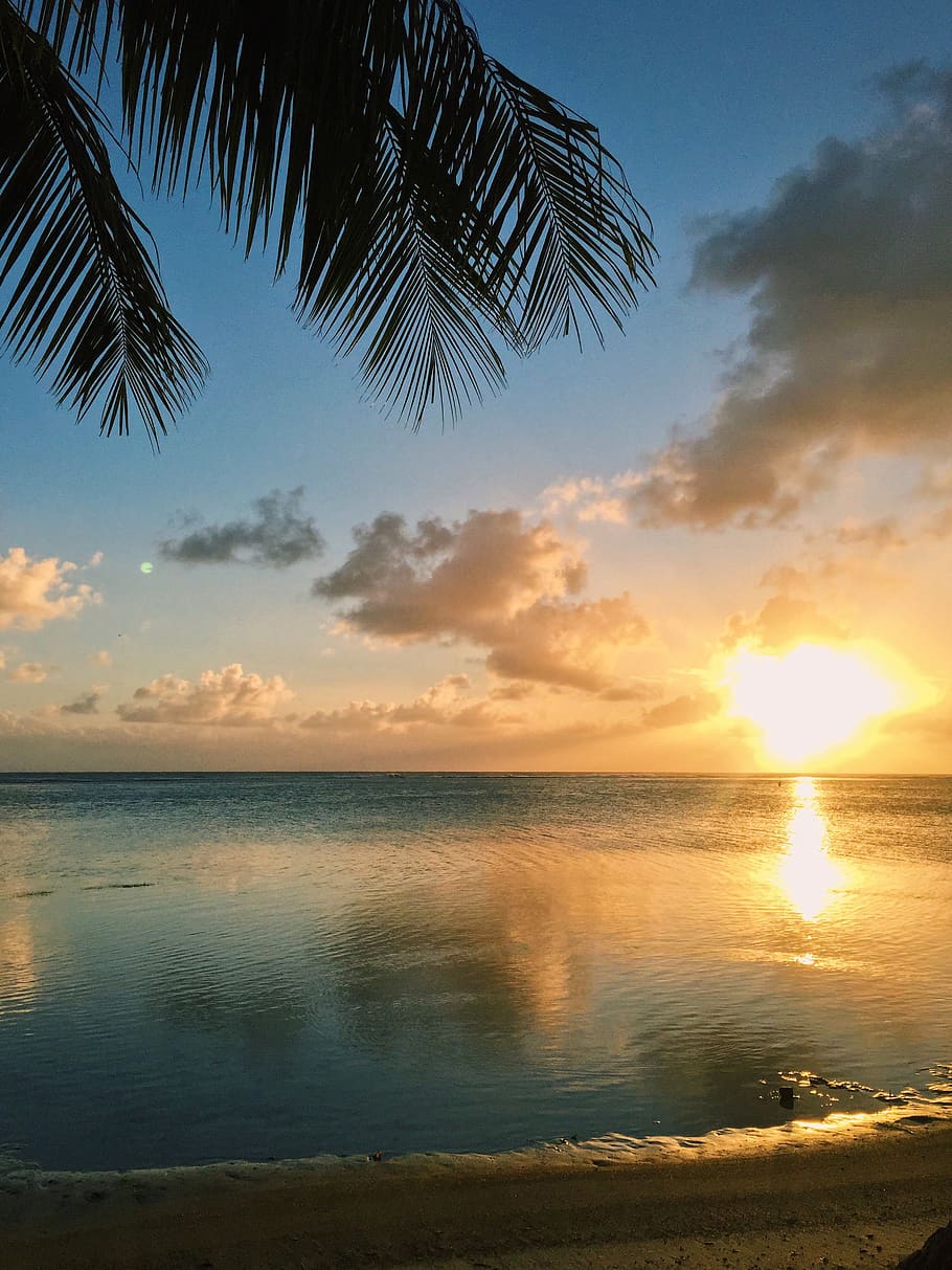sunset, tropical, caribbean, ocean, palm, tree, palmtree, sky HD wallpaper