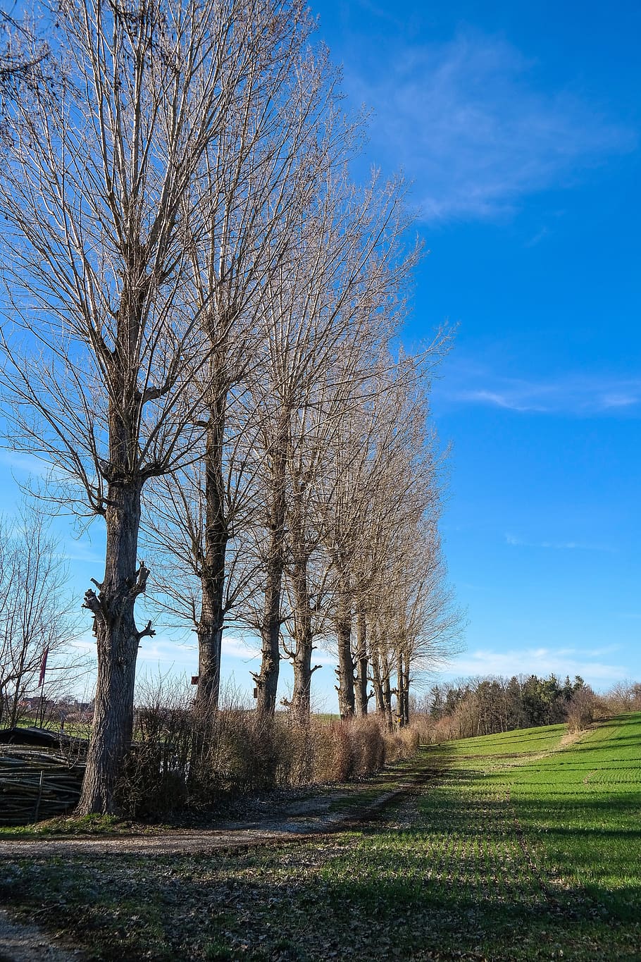 poplars, trees, landscape, spring, kahl, sky, field, nature HD wallpaper