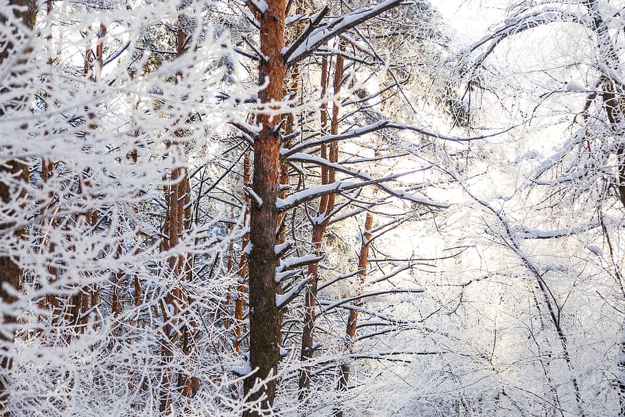 snow covered tree branches, nature, outdoors, winter, ice, plant HD wallpaper