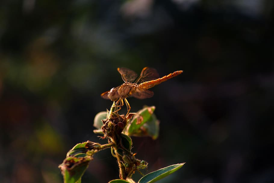 dragonfly, flight, transparent, insect, wing, nature, flying HD wallpaper