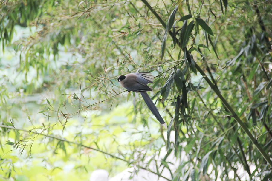 bamboo, bird, perched, animals in the wild, animal wildlife, HD wallpaper