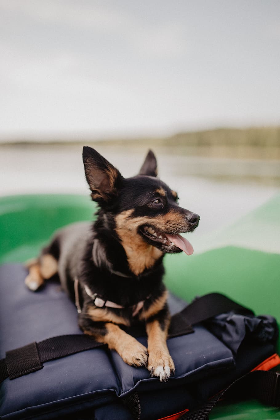 Happy dog in a kayak, pet, animal, puppy, pets, one animal, domestic