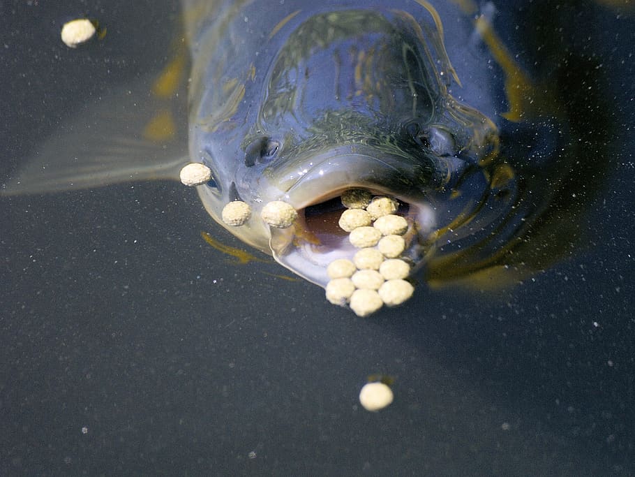 fish, feeding, water, head, wildlife, animal themes, no people HD wallpaper