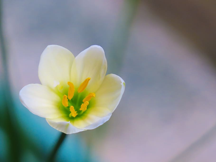 stormy blue, flower, natural, white, yellow, green, herbaceous, HD wallpaper