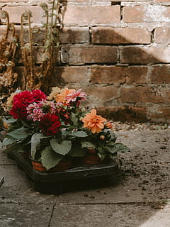 assorted-color decorative flowers, plant, flower arrangement HD wallpaper