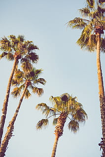 nothing, more, submit, palm tree, tropical climate, sky, plant HD wallpaper