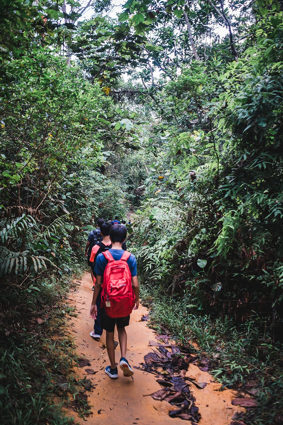 two men walking in mountain path, vegetation, plant, nature, outdoors HD wallpaper