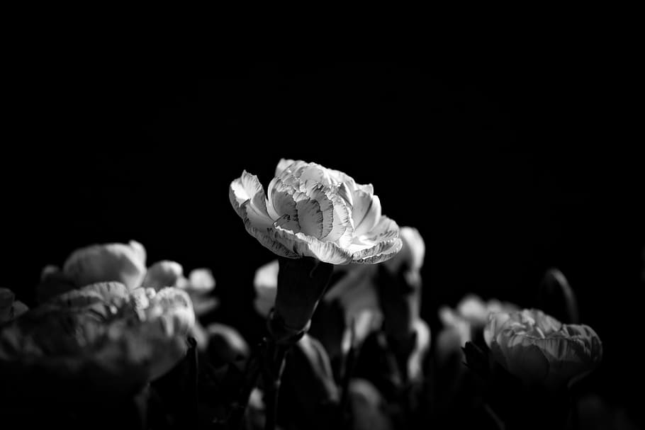 flower, petal, leaf, stem, black and white, light, dark, darkness HD wallpaper