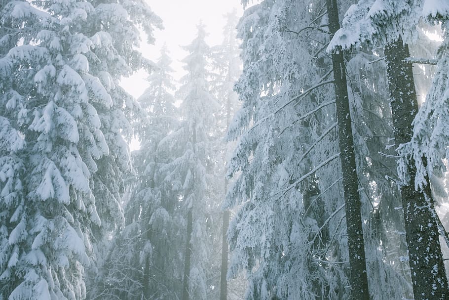 snow covered pine trees during daytime, nature, outdoors, plant HD wallpaper