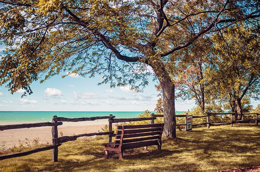 tree, bench, lake, water, peace, view, plant, beauty in nature HD wallpaper