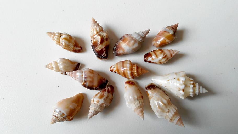 beach, natural beauty, patterned, white background, seashells HD wallpaper