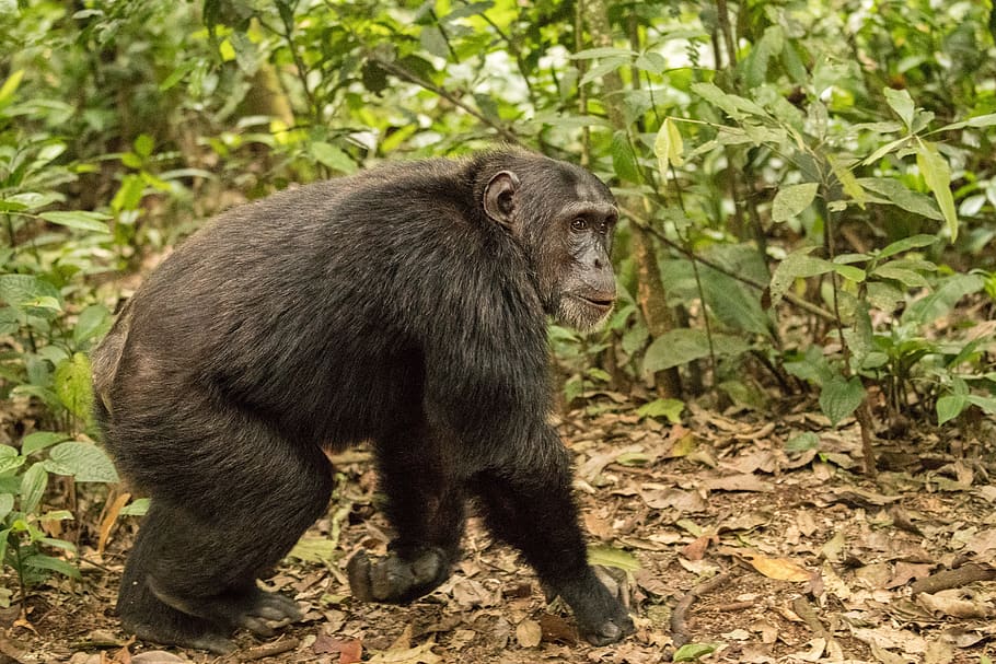 chimpanzee, safari, nature, monkey, primate, animal wildlife HD wallpaper