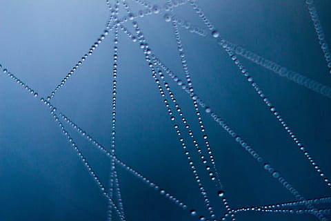 Connected Water Dot Illustration, art, cobweb, connection, dark HD wallpaper