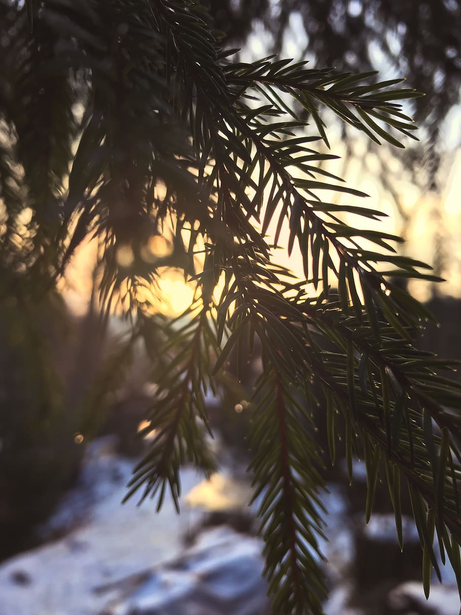 sunset, trees, plant, pine tree, nature, growth, cold temperature HD wallpaper
