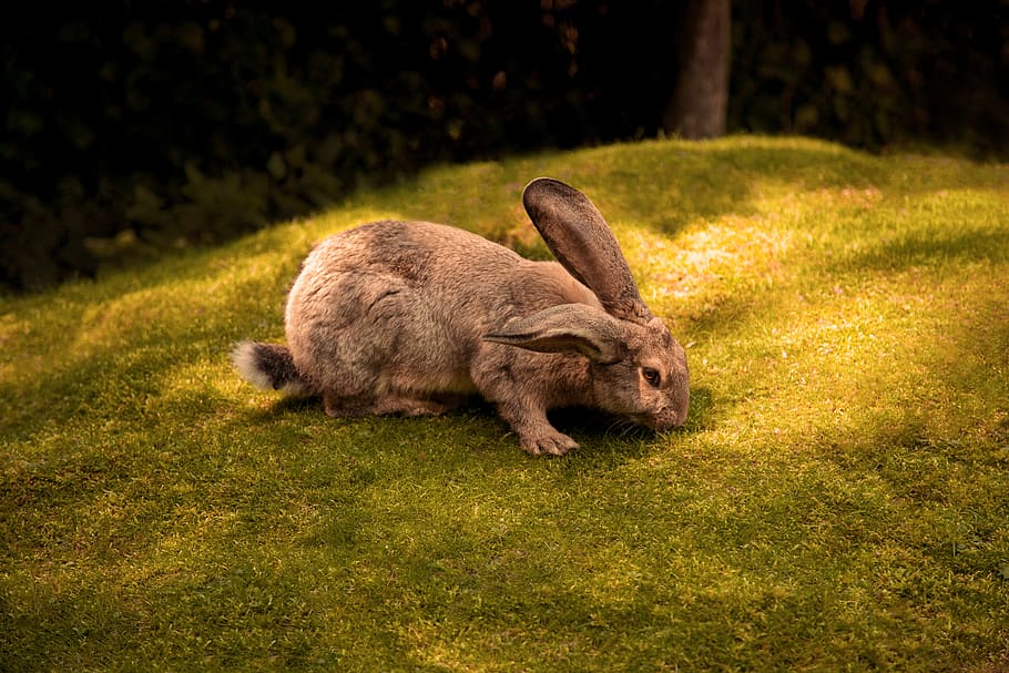 rabbit, grass, green, brown, nature, animal, wild, cute, meadow HD wallpaper