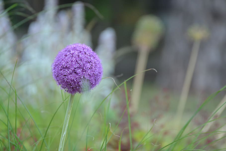 flower, nature, plant, growth, flowering plant, vulnerability HD wallpaper