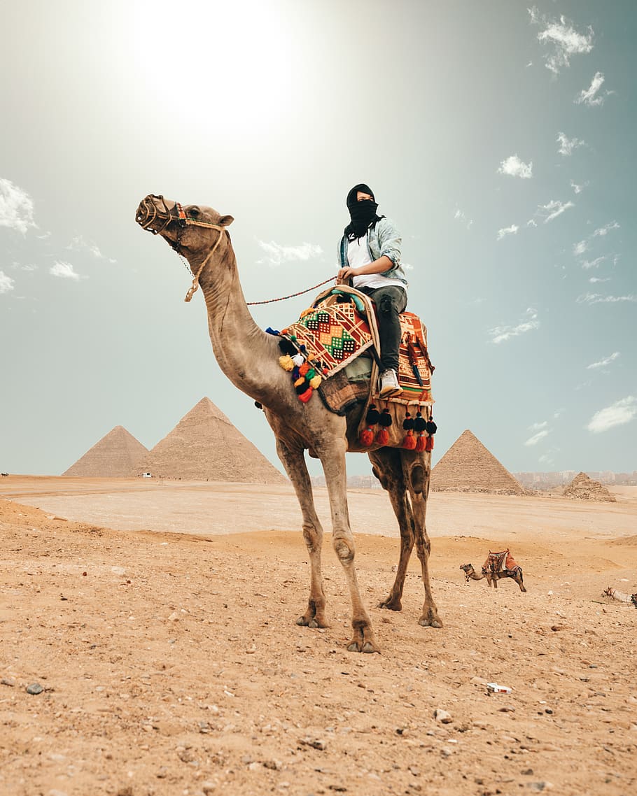 person riding camel, domestic animals, mammal, animal themes HD wallpaper